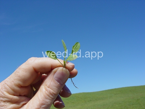 pepperweed, field